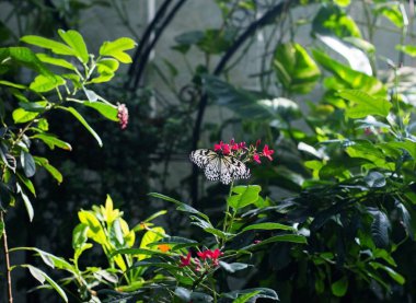 Ev sahibi kelebekler için cennet bahçesi ve sabah güneşinde bir siyah beyaz kanatlı böcek.