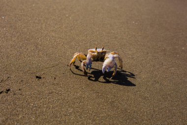 Kumsalda sinsice dolaşan bir yengeç...