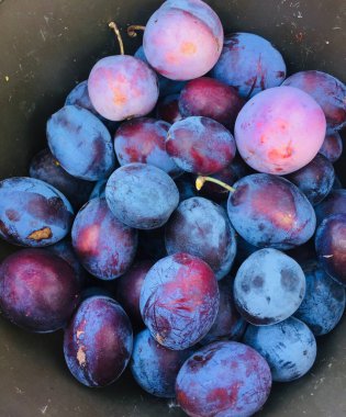 Güzel mor ve mavi erikler arka planda, meyve hasadı 