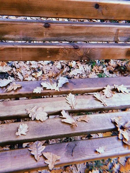 Dub Suché Hnědé Listy Osamělé Dřevěné Lavičce Romantické Podzimní Pozadí — Stock fotografie