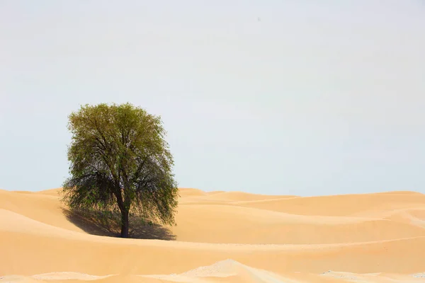 Árbol Verde Medio Las Dunas Arena Del Desierto Durante Día —  Fotos de Stock