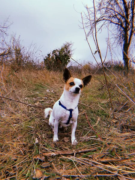 Cute Terrier Zabawki Portret Ogrodzie Jesień Natury Podczas Spaceru Smyczy — Zdjęcie stockowe