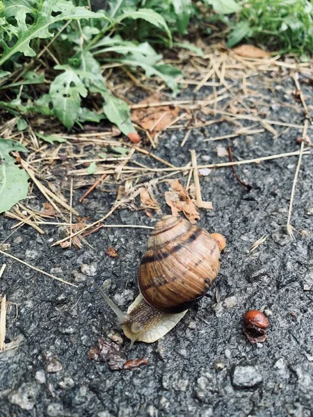 Snail Crawl Wet Asphalt Rain Close — Stock Photo, Image