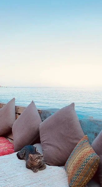 美しい海の景色と水に右レストランの枕とソファ ダハブ海辺のポンテナデ 猫は海岸カフェでリラックス 南シナイ エジプト — ストック写真