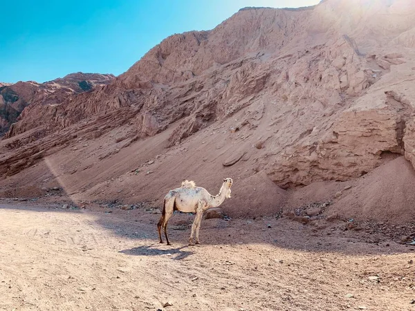 Söt Vit Vild Kamel Öknen Berg Nära Blue Hole Dahab — Stockfoto