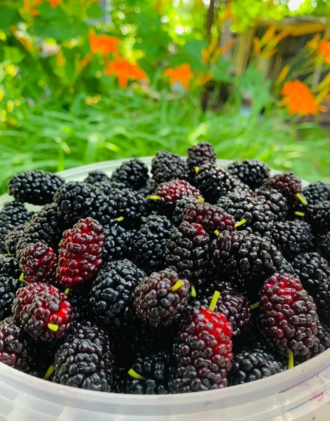 Mulberry Collected Garden Close Black Berries — Stock Photo, Image