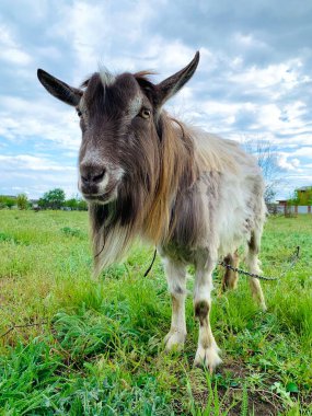 Yeşil çayır tarlasında otlayan sevimli erkek keçi, mavi gökyüzü, kırsal alanda evcil hayvanlar. 