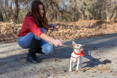 Eğlenceli küçük köpek avcısı. Tahta yakalayıp çiğniyor. Açık havada sopa yiyor, hayvan eğitiyor.