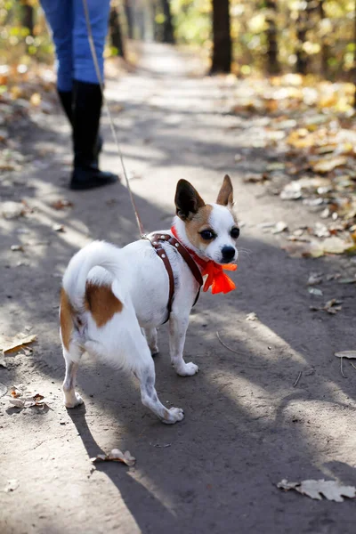 Pequeño Juguete Terrier Perro Mascota Resistir Caminar Correa Quiere Hacer — Foto de Stock