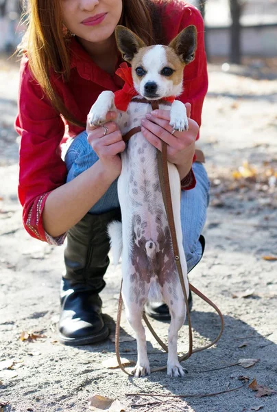 Retrato Hermoso Perro Pequeño Juguete Terrier Manos Del Dueño Chica — Foto de Stock