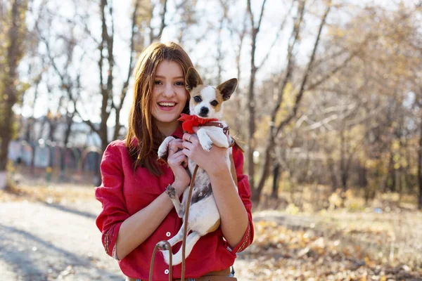 Linda Amistad Joven Adolescente Terrier Juguete Arco Rojo Mascota Encantadora — Foto de Stock