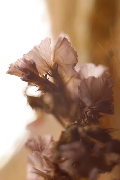 Bouquet Plantes Saison — Photo