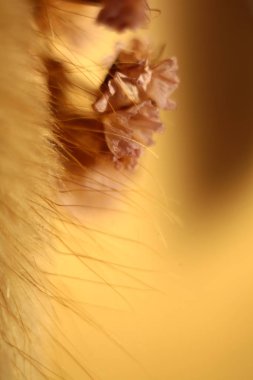 Dekoratif kurutulmuş çiçek buketi