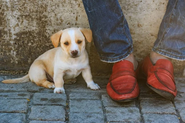 Cucciolo e le scarpe rosse — Foto Stock