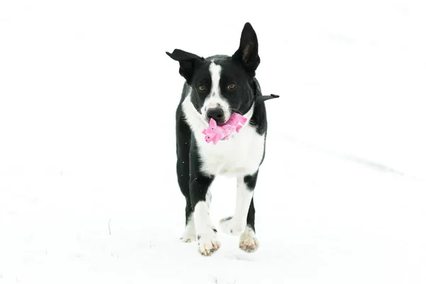 Cane che gioca con un giocattolo di gomma di maiale rosa — Foto Stock