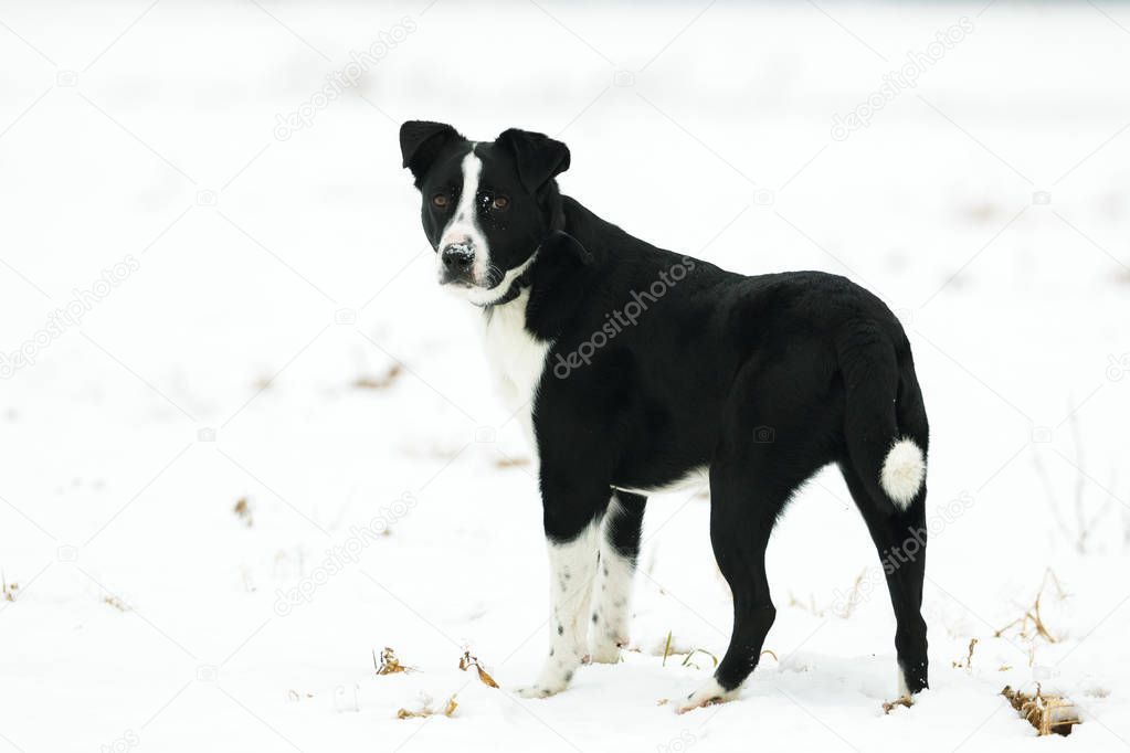 Dog standing in the snow field
