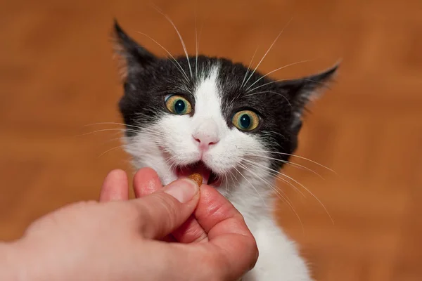 Счастливый маленький черный и белый котенок, питающийся из рук — стоковое фото