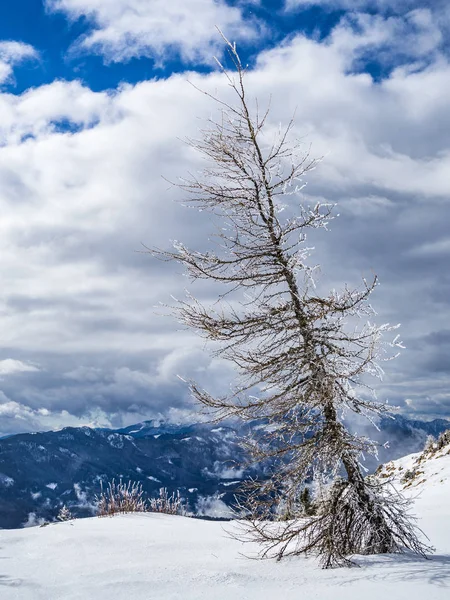 Lärk träd på toppen av berget — Stockfoto