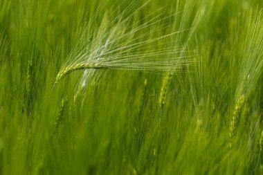 Buğday kulak yakın çekim