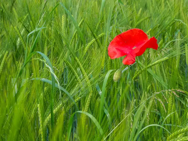 Red poppy on the wheat field — Stock Photo, Image