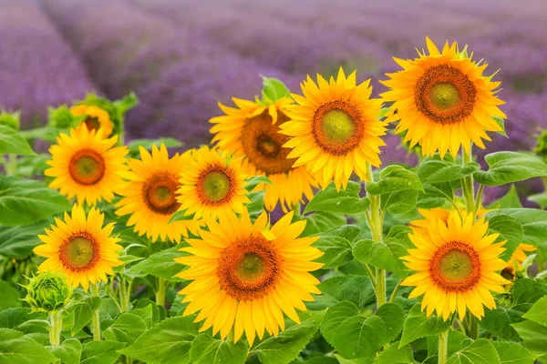 Lavanta alanıyla çiçek açan ayçiçeği