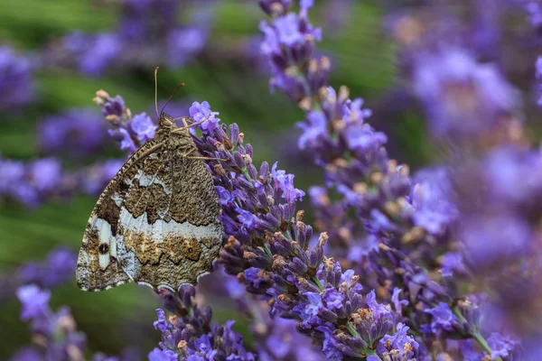Butterfly Feeding Lavender Blossom — Stock Photo, Image