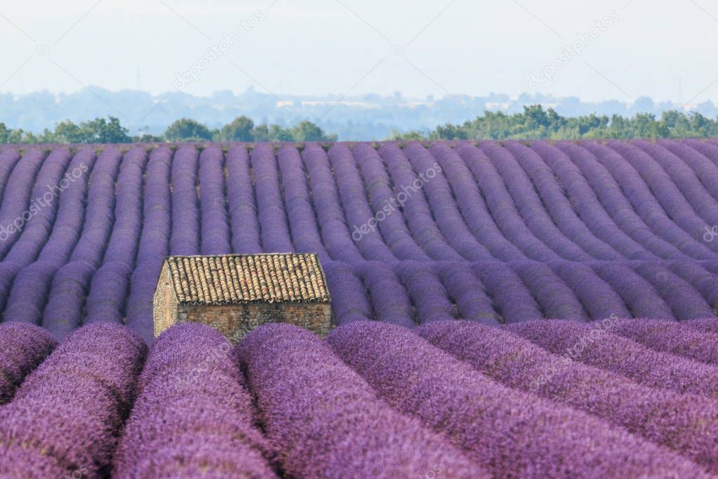 Stone house in the field of the lavender, France