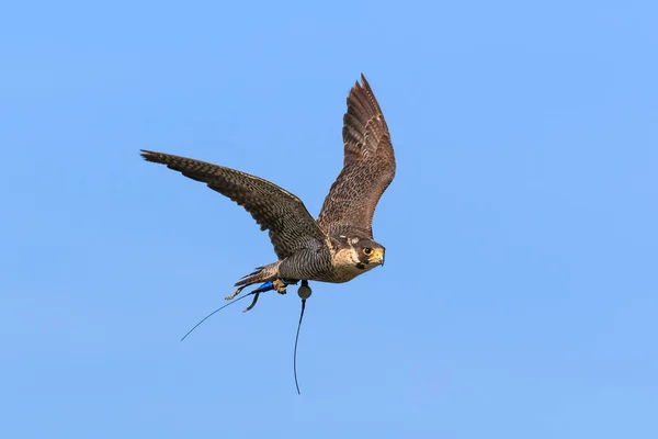 青い空を飛んでいる鷹 — ストック写真