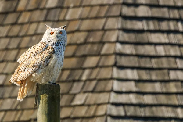 ウーフー 欧州鷲フクロウ城タワーの屋根によってポールの上に座って — ストック写真