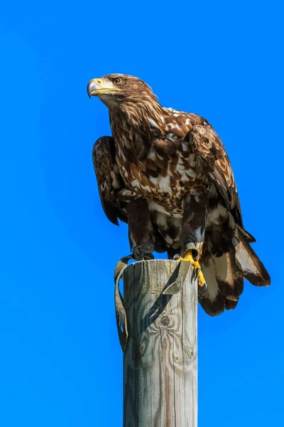 Aigle de montagne assis sur un poteau — Photo