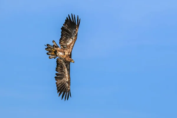 Mountain eagle flying — Stock Photo, Image