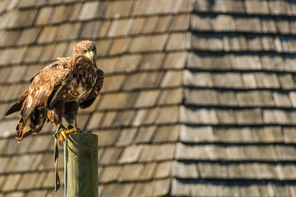 Faucon Volant Dans Ciel Bleu Avec Morceau Viande Dans Son — Photo