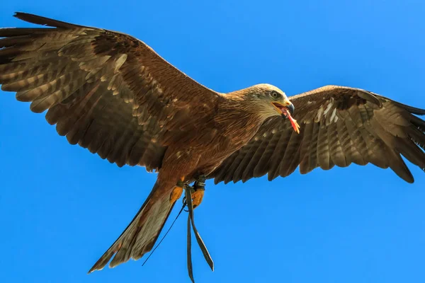 Faucon Volant Dans Ciel Bleu Avec Morceau Viande Dans Son — Photo