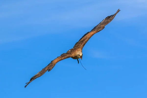 Faucon Volant Dans Ciel Bleu — Photo