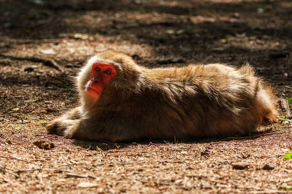 林床の上に横たわる日本 Makak — ストック写真
