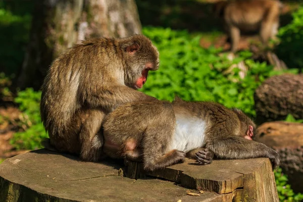 猿狩りノミ — ストック写真