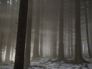 Güneş ışınları karanlıkta yoğun sisin içine parlayan orman çeki düzen vermek