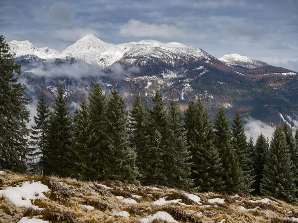 Snowy Peak Ojstrica Mountain Rising Spruce Forest Kranjska Reber Mountain — Stock Photo, Image