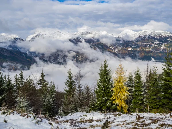 Yellow Larch Tree Kranjska Reber Mountain Kamnik Savinja Mountain Range — Stock Photo, Image