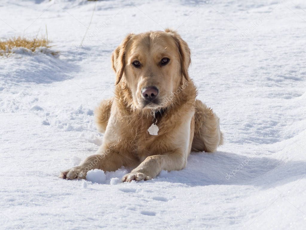 Young golden retriever dog laying in the snow