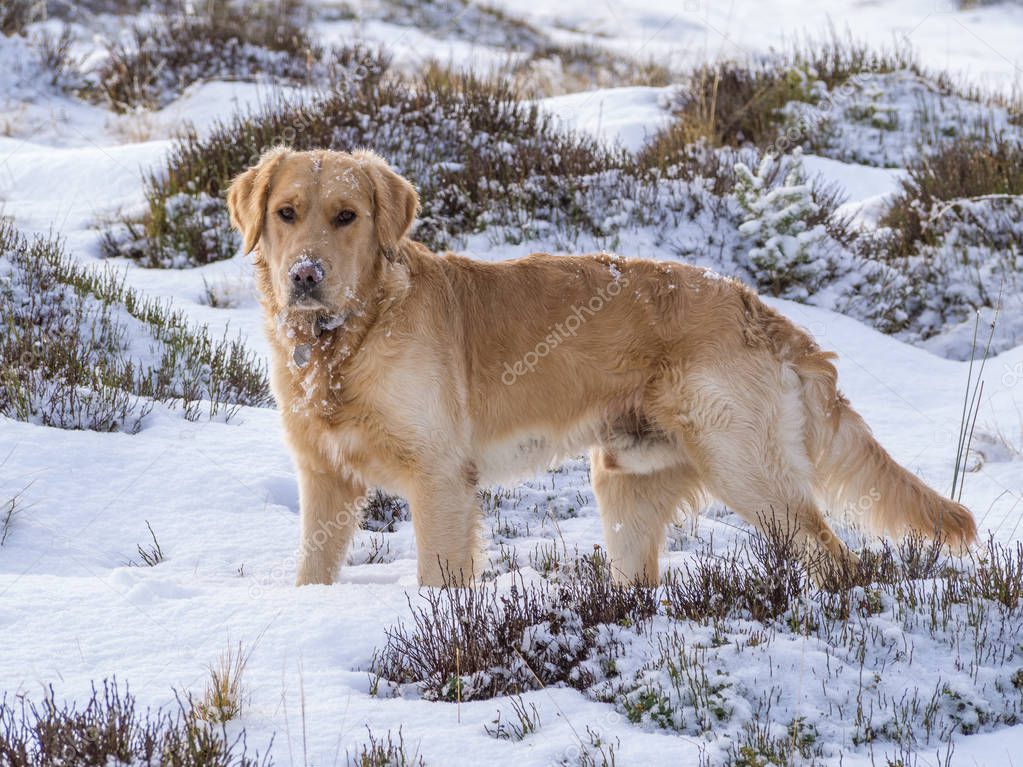 Young golden retriever dog standing in the snow