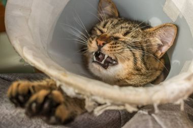 Beyaz plastik yakalı kızgın hasta tabby kedi