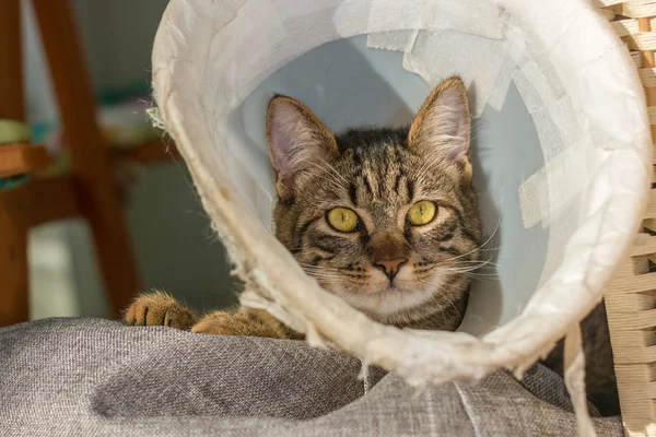 Enfermo Gato Tabby Con Collar Plástico Blanco — Foto de Stock