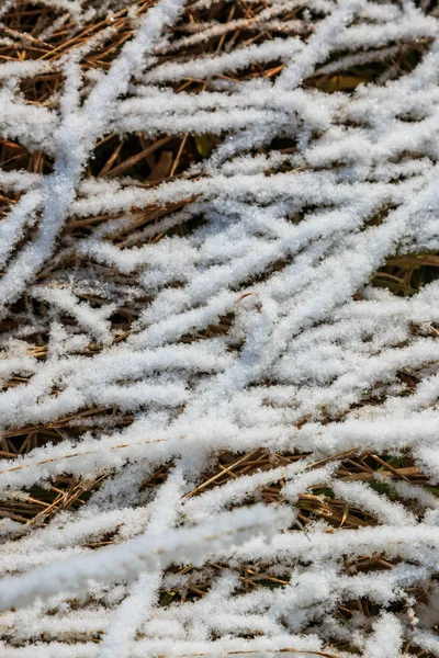Erba Congelata Mattina Inverno — Foto Stock