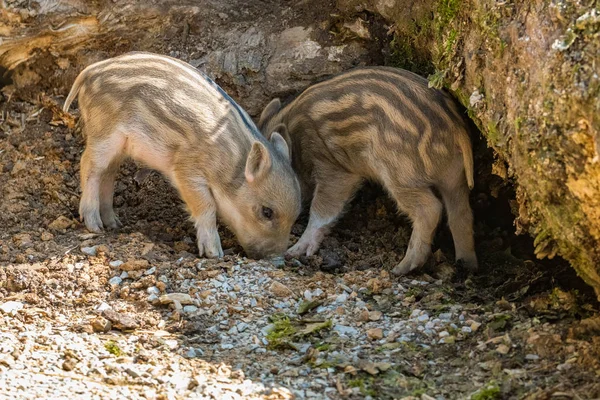 Young wild boar piglets playing