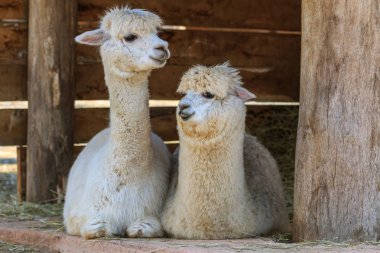 Yalancılık aşağı alpaka çifti