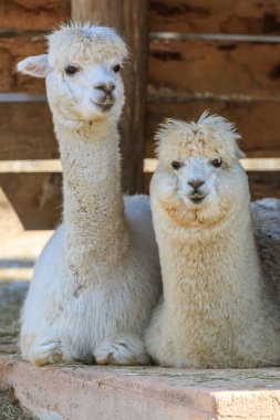Yalancılık aşağı alpaka çifti