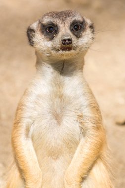 africa,alert,animal,animals,autumn,brown,closeup,conservation,creature,curiosity,curious,cute,danger,desert,down,enjoying,eyes,face,funny,fur,guard,laying,look,lookout,mammal,meerkat,mongoose,mother,mouth,nature,observing, açık havada, park, oyun, portra