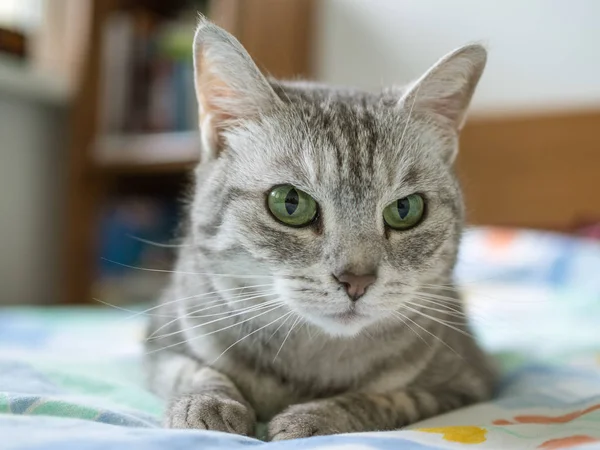 Silver Tabby Katt Närbild — Stockfoto