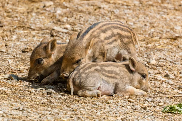 Young wild boar piglets playing